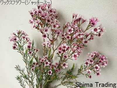 44ページ目] Today's Flower | 切花輸入商社 シマトレーディング