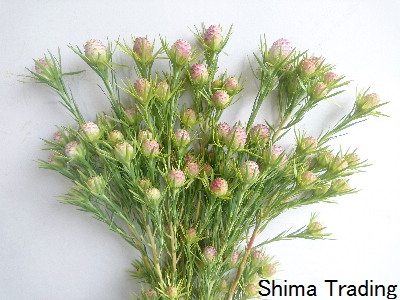20191019 南アフリカ産 リューカデンドロン ケープスパイス | 切花輸入